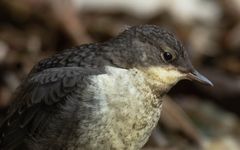 Junge Wasseramsel