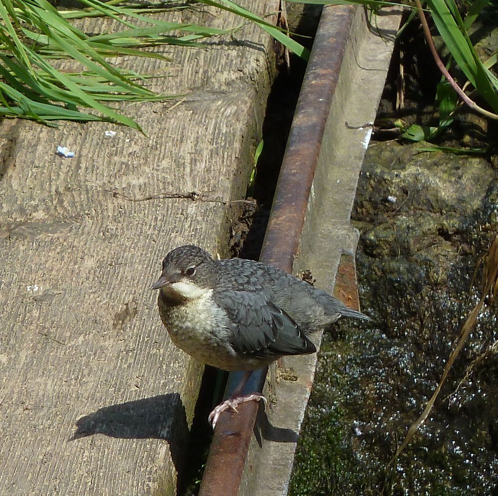 Junge Wasseramsel