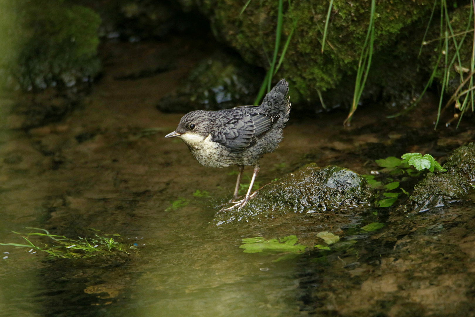 junge Wasseramsel