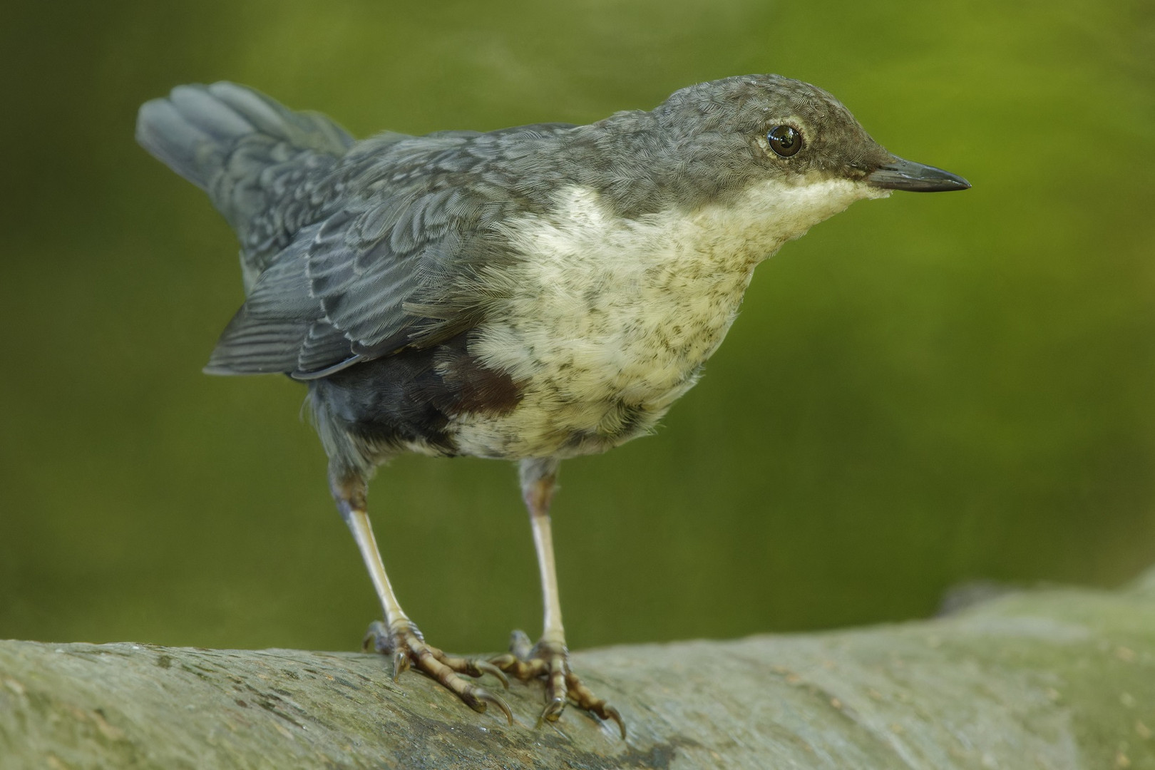 Junge Wasseramsel