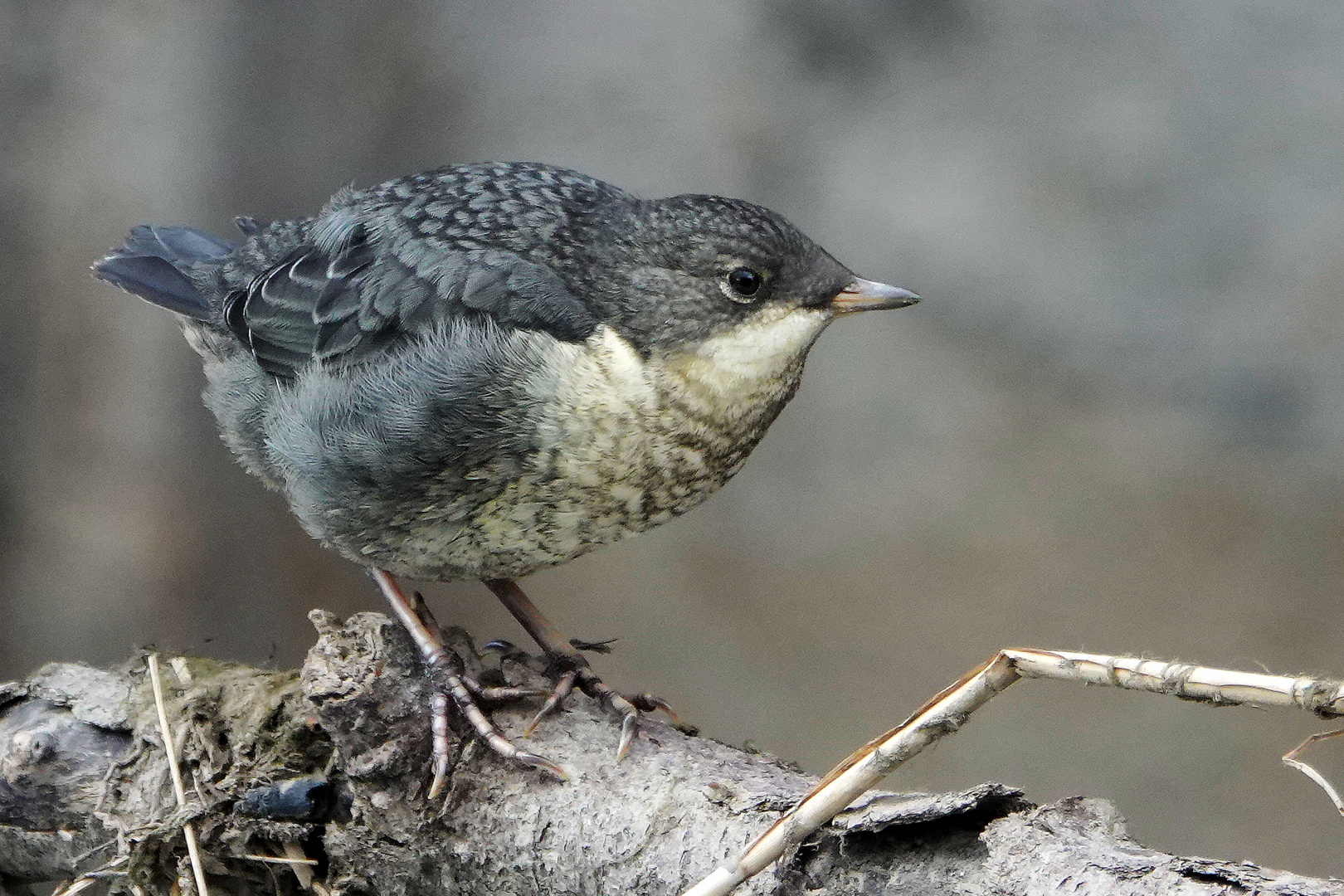 Junge Wasseramsel