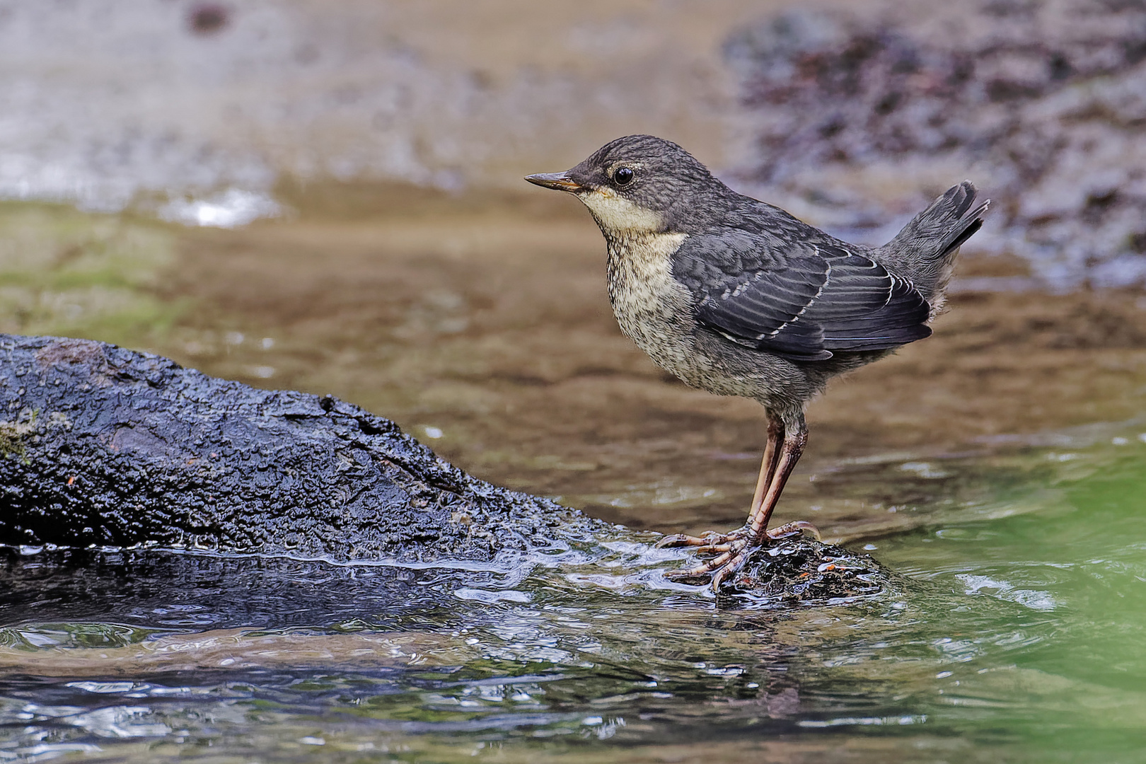 Junge Wasseramsel