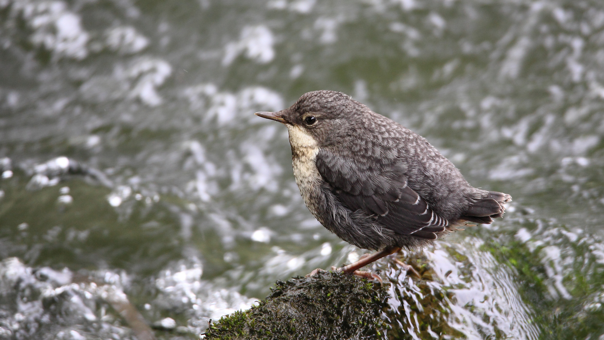 Junge Wasseramsel