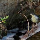 Junge Wasseramsel am Fluss