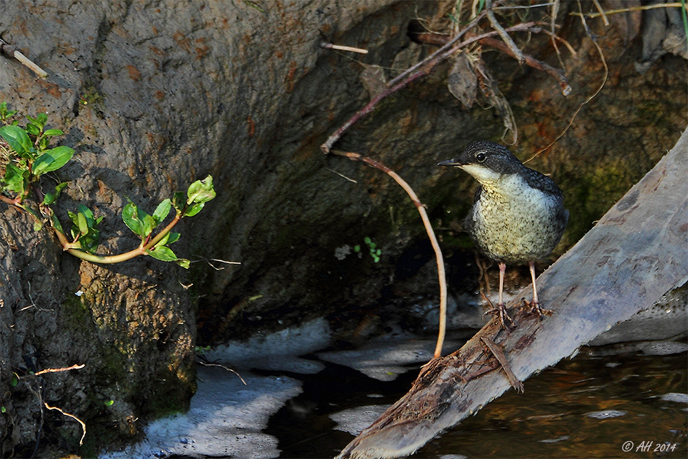 Junge Wasseramsel am Fluss