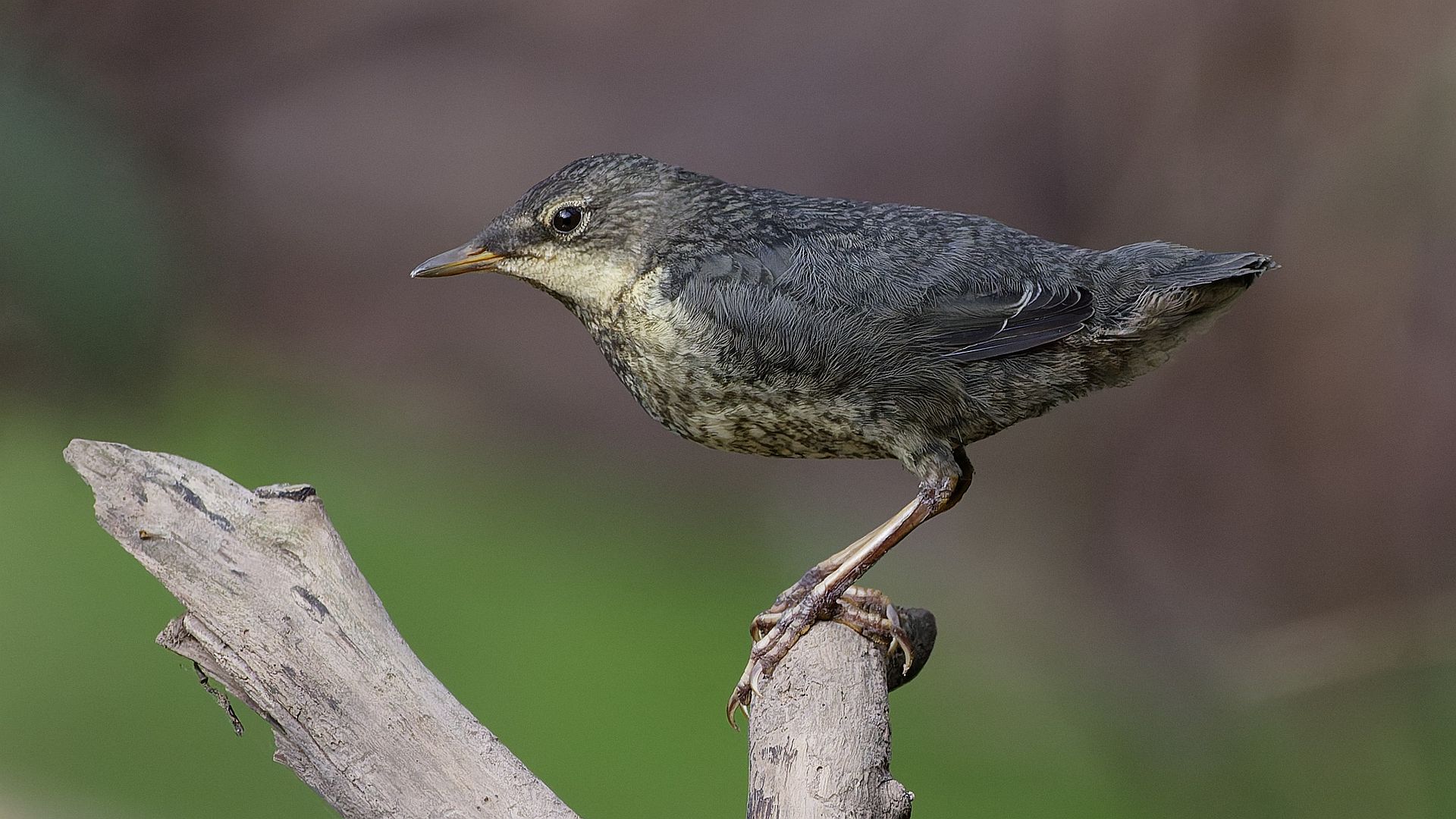 Junge Wasseramsel