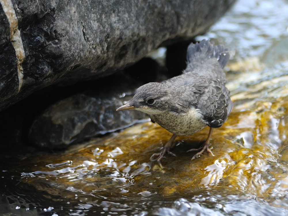 Junge Wasseramsel