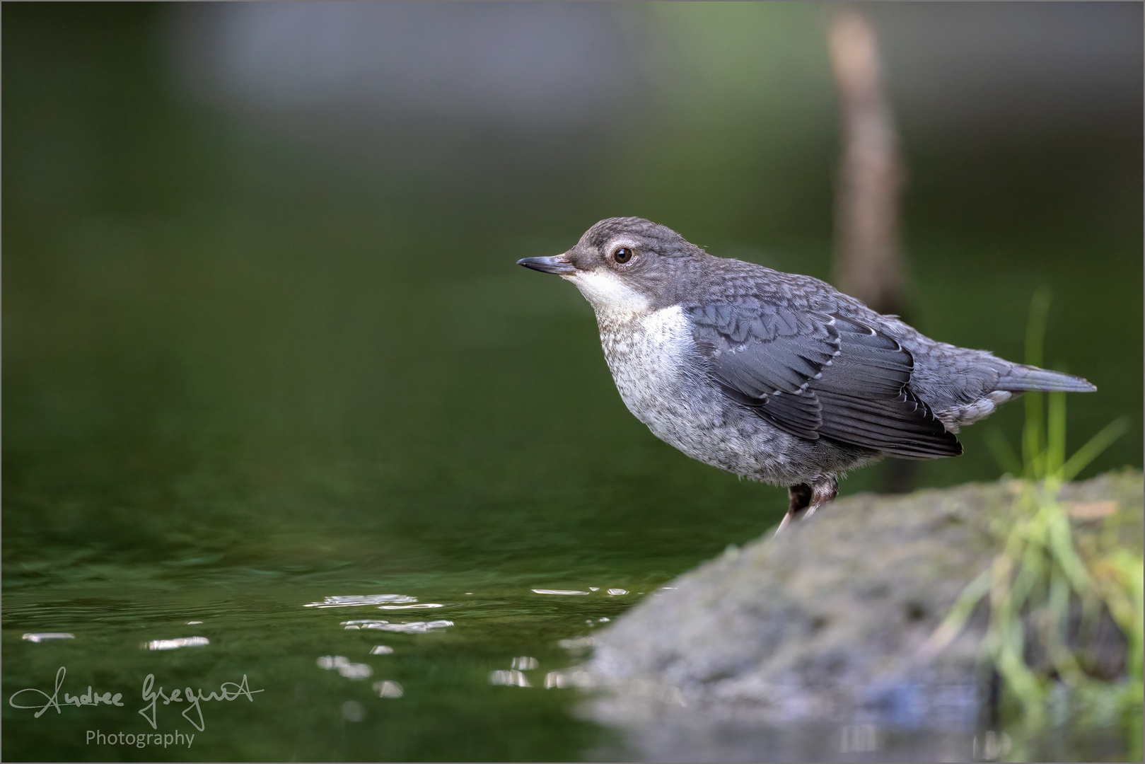 Junge Wasseramsel