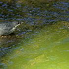 Junge Wasseramsel  -  Cinclus cinclus