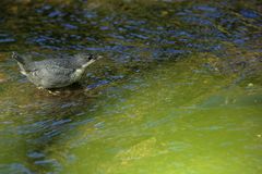 Junge Wasseramsel  -  Cinclus cinclus