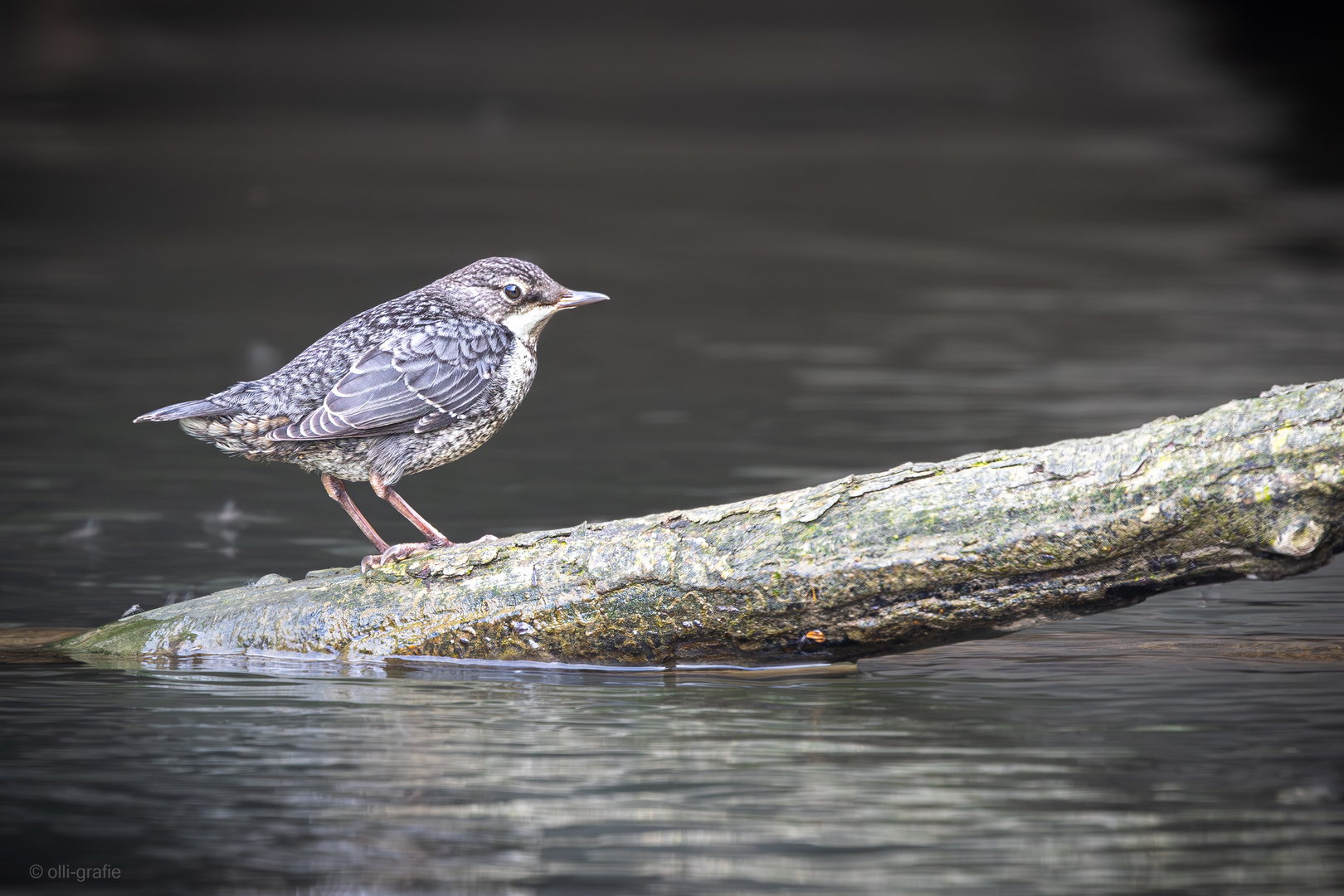 Junge Wasseramsel