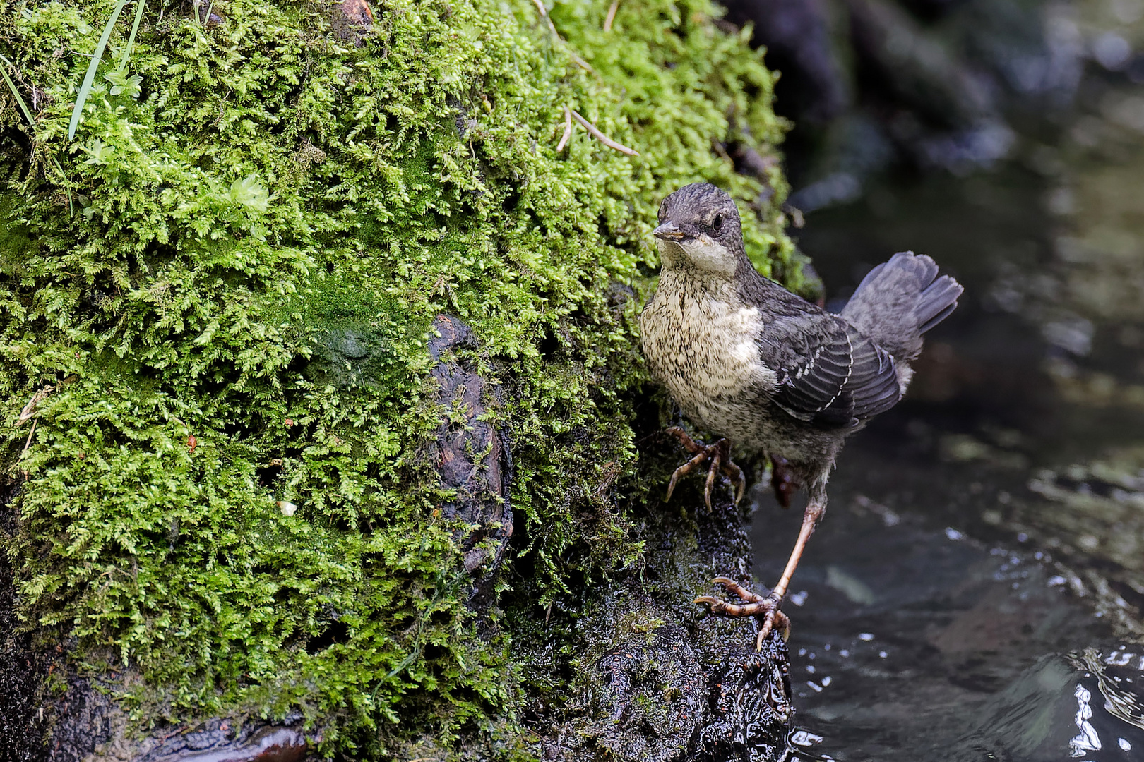 Junge Wasseramsel nach 