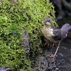 Junge Wasseramsel nach 