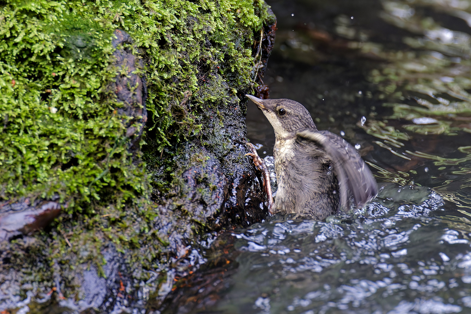 Junge Wasseramsel nach