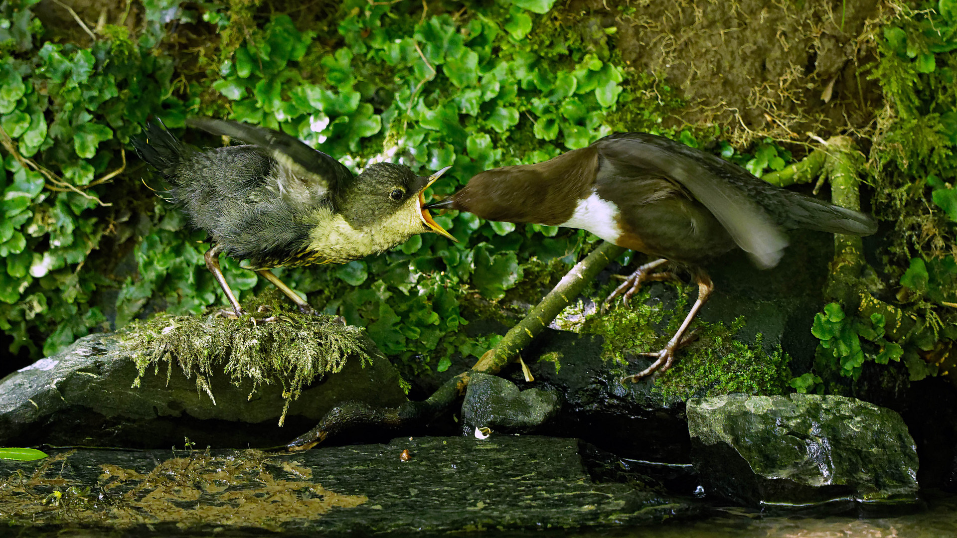 Junge Wasseramsel wird gefüttert