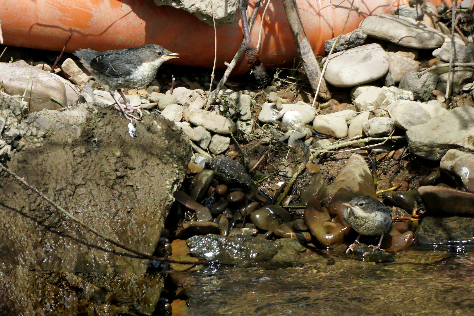 Junge Wasseramseln warten auf Futter 