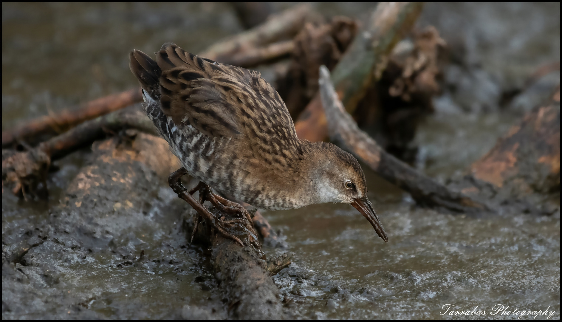 Junge Wasserralle 2