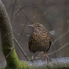 Junge weibliche Amsel