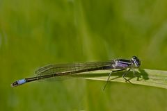 junge weibliche Große Pechlibelle - Forma violacea