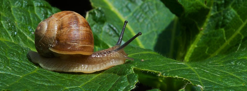 Junge Weinbergschneck