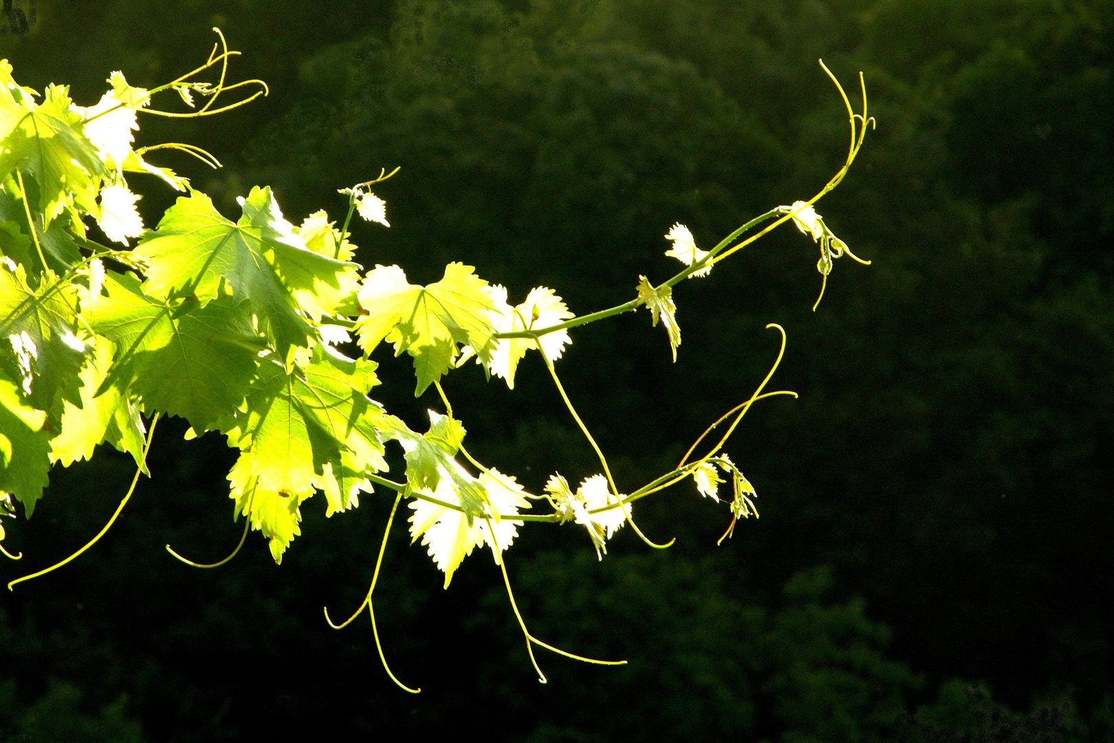 Junge Weinranke im Weinberg von Auggen im Markgräflerland.