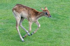 Junge Weißnacken-Moorantilope