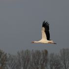 Junge Weißstörche noch am Niederrhein !