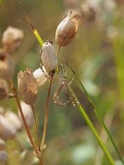 junge Wespenspinne  (Argiope bruennechii)