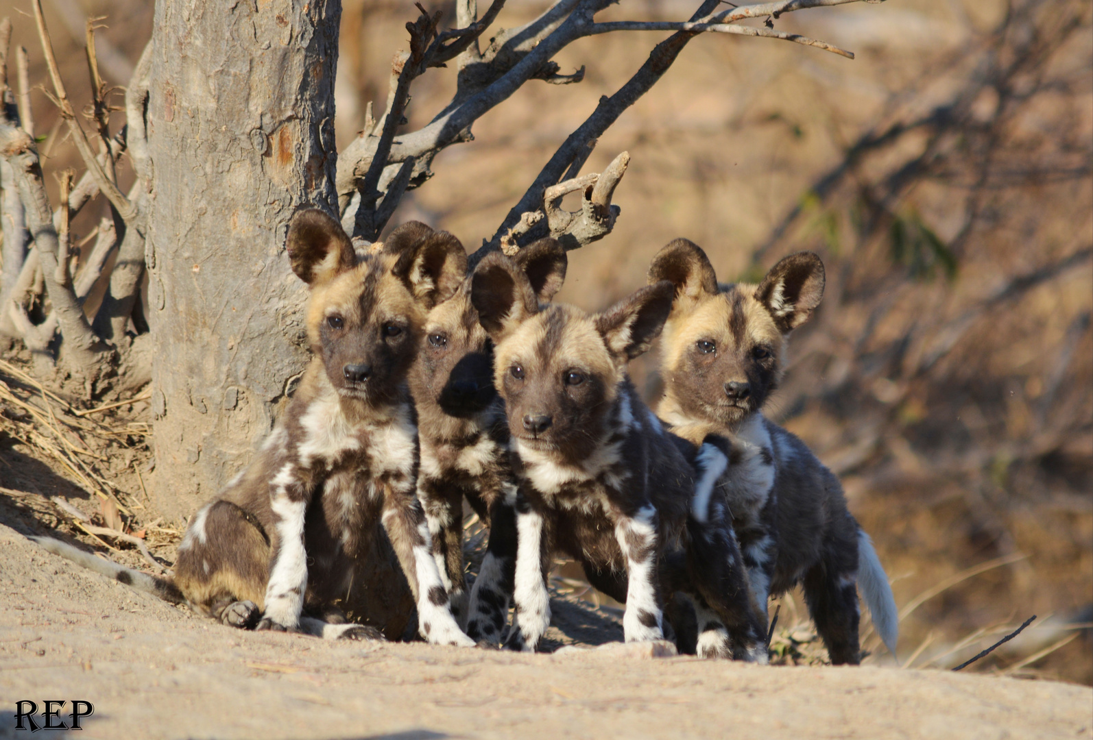 Junge Wildhunde