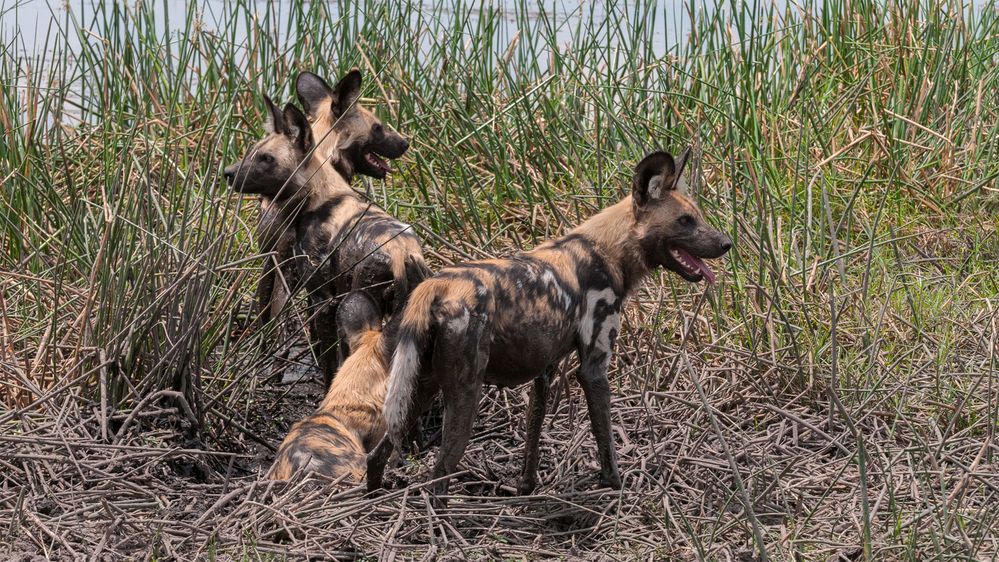 Junge Wildhunde im Linyanti