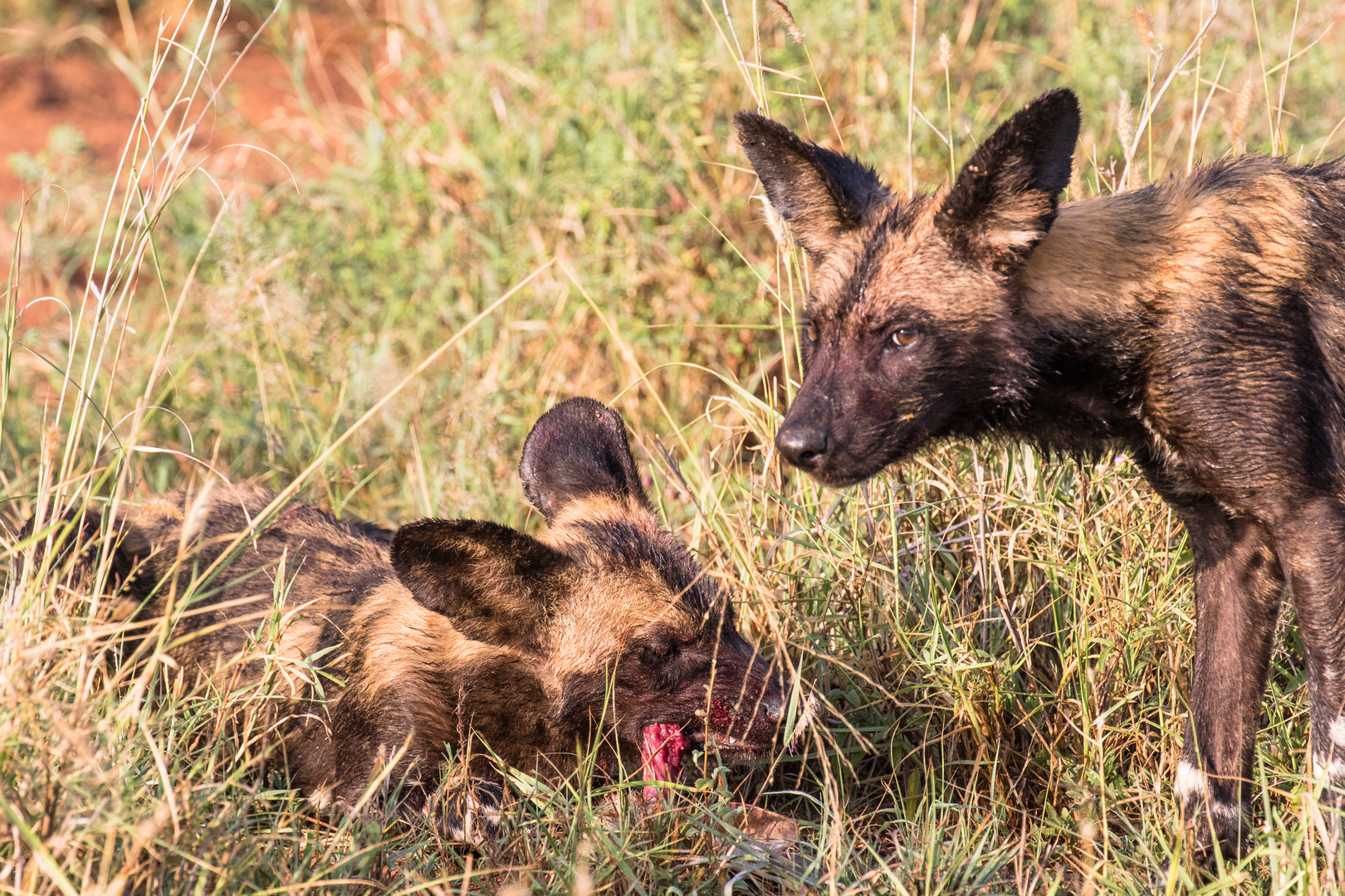 Junge Wildhunde  in Laikipia