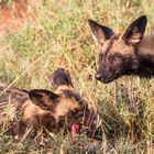 Junge Wildhunde  in Laikipia