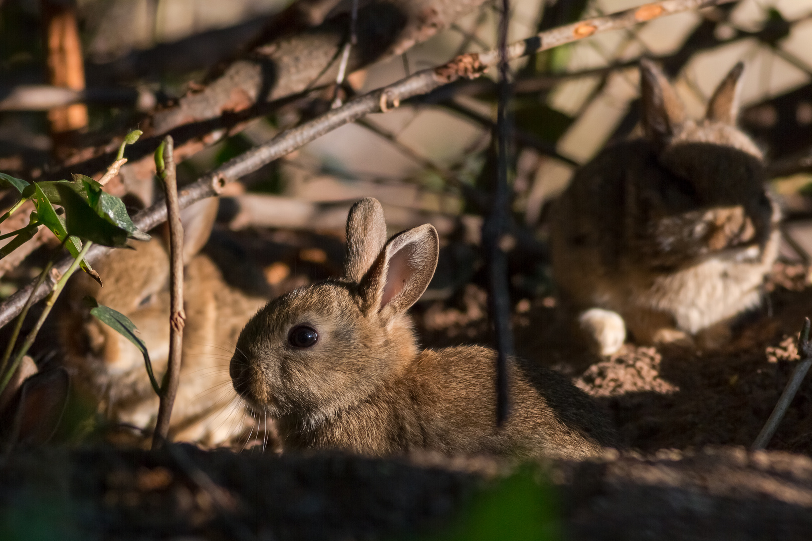 junge Wildkaninchen