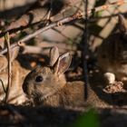 junge Wildkaninchen