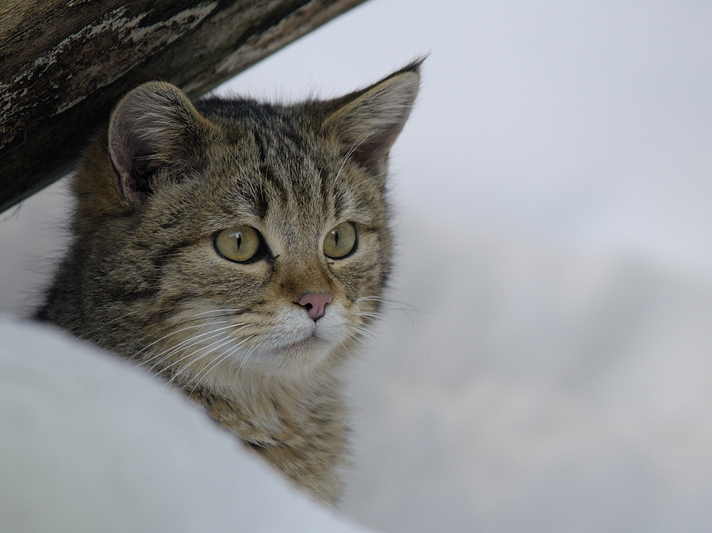 Junge Wildkatze