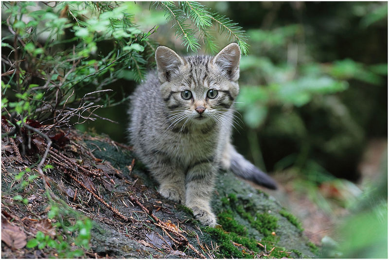 Junge Wildkatze