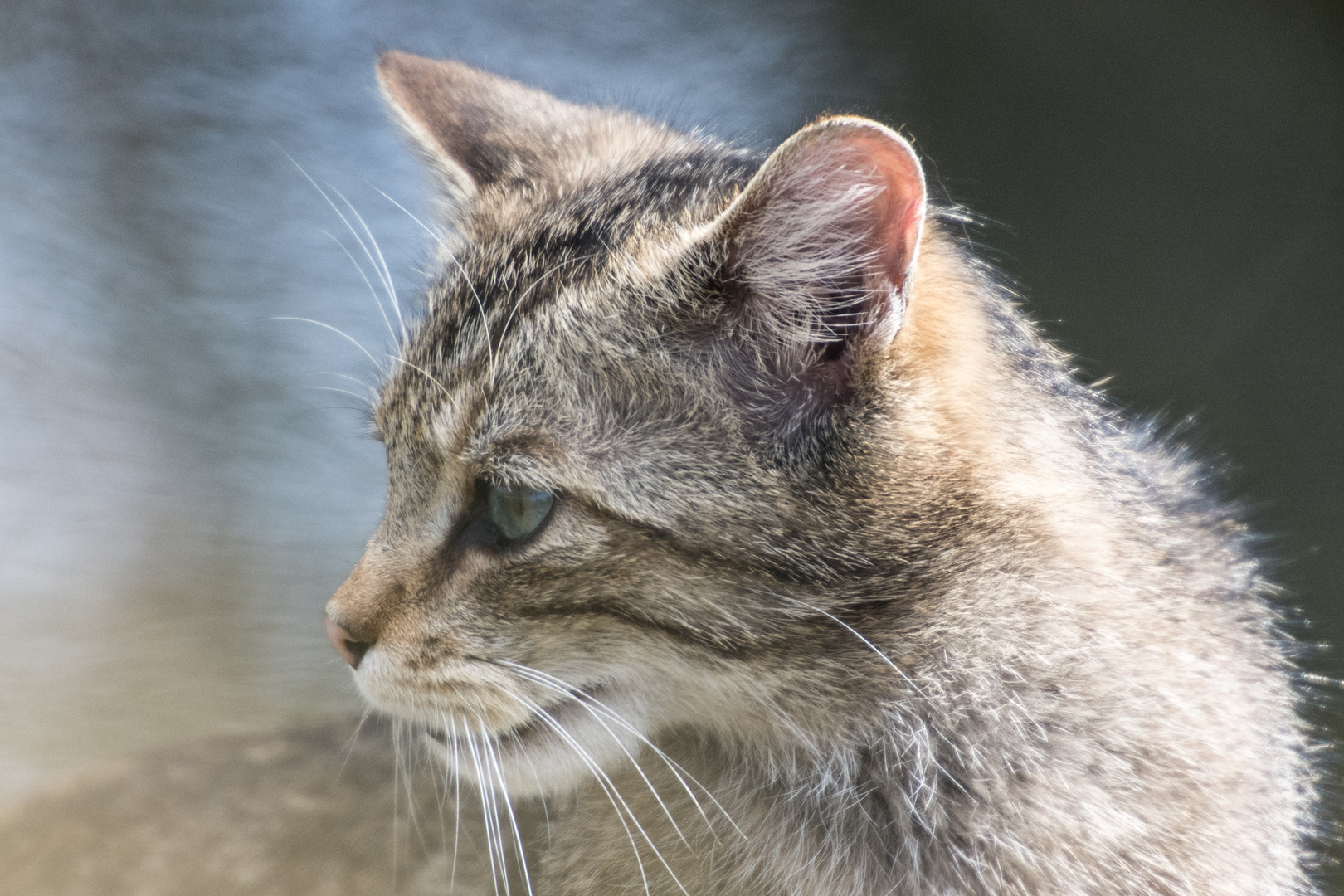 Junge Wildkatze