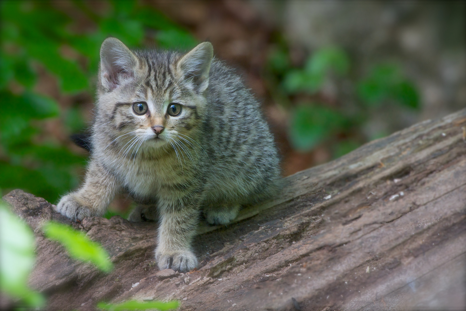 Junge Wildkatze 3