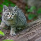 Junge Wildkatze 3