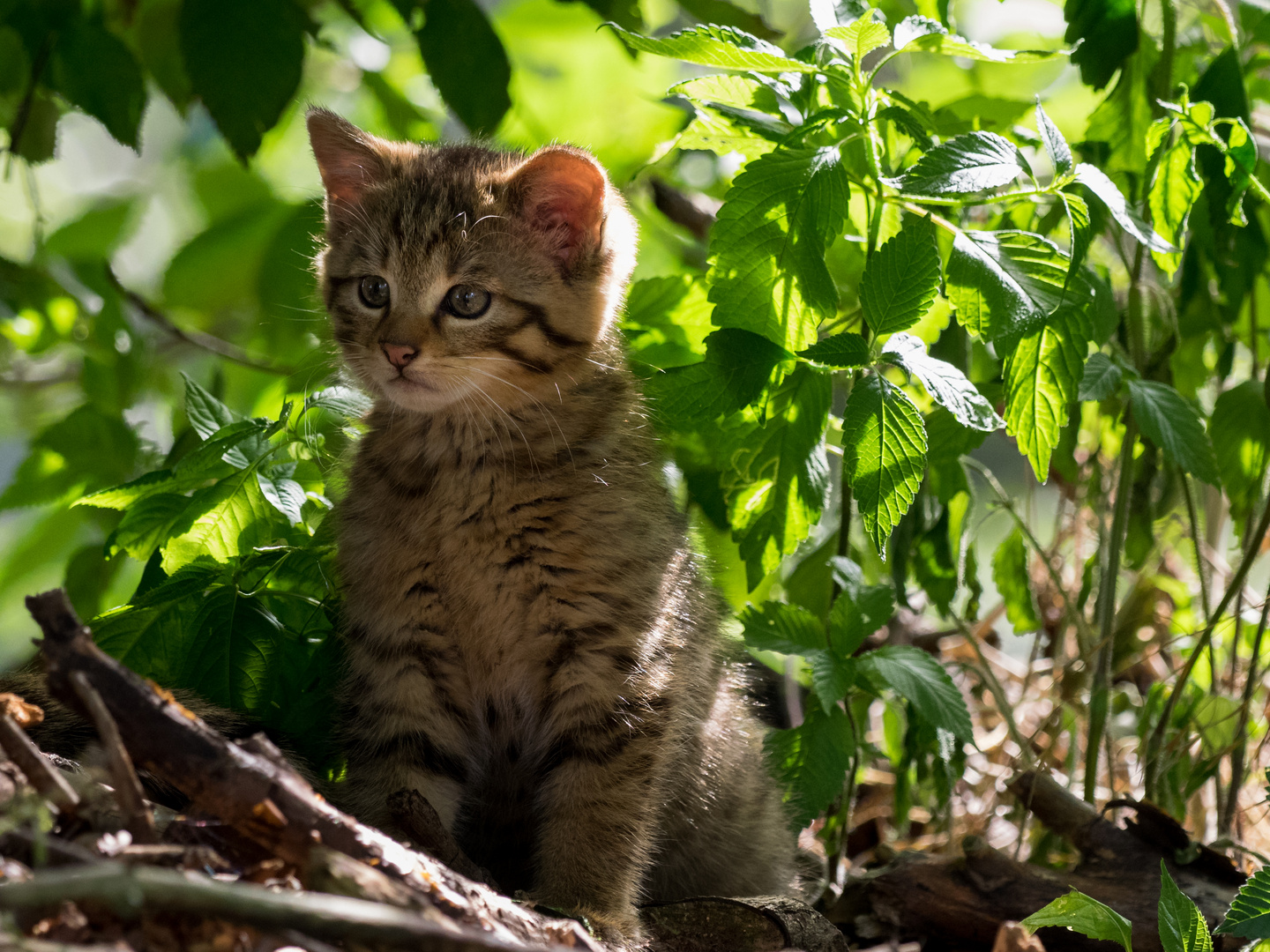 junge Wildkatze