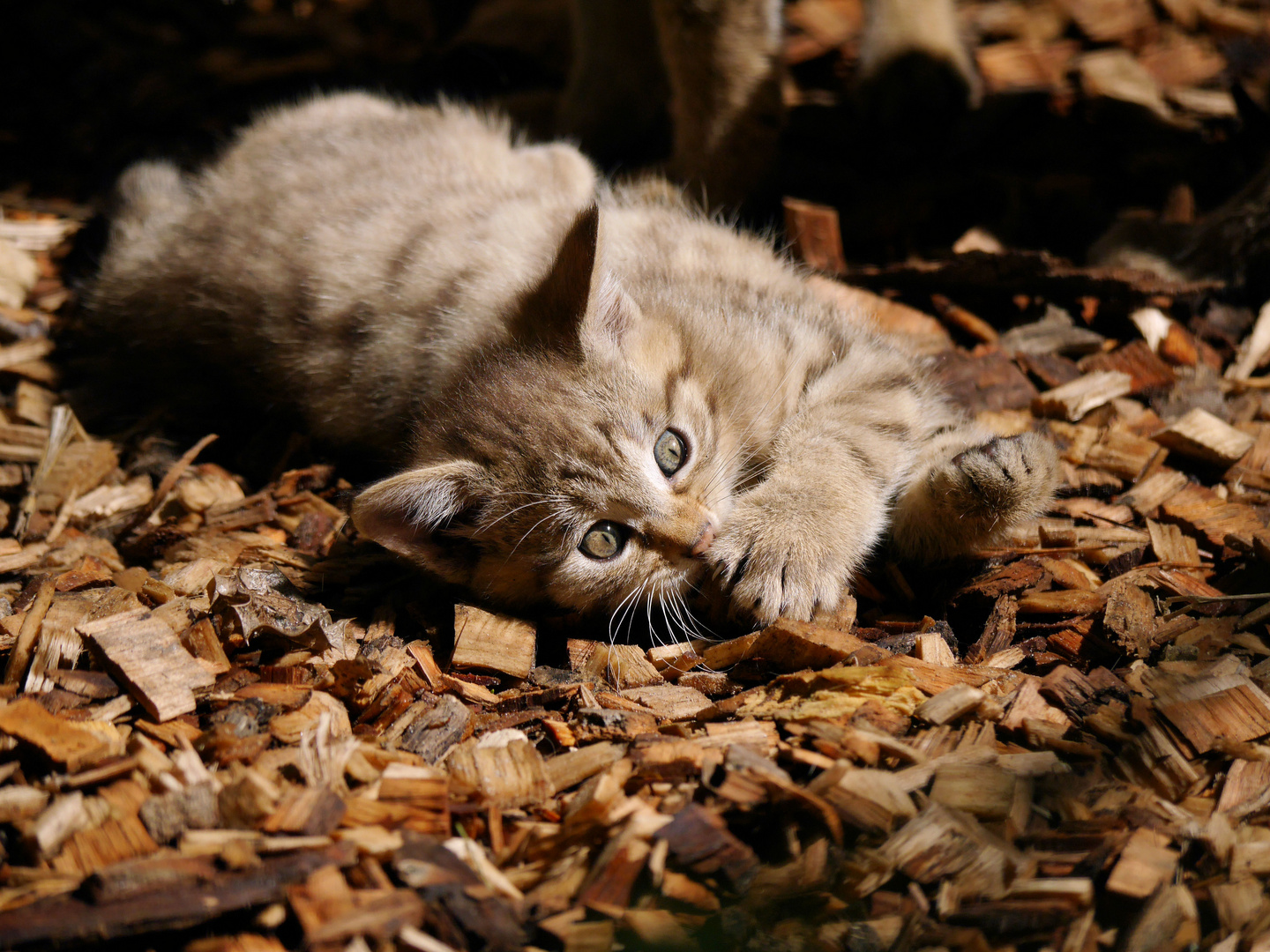 Junge Wildkatze