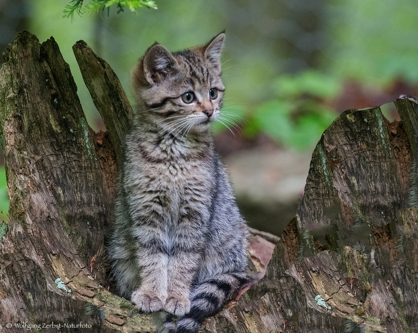  - Junge Wildkatze  -