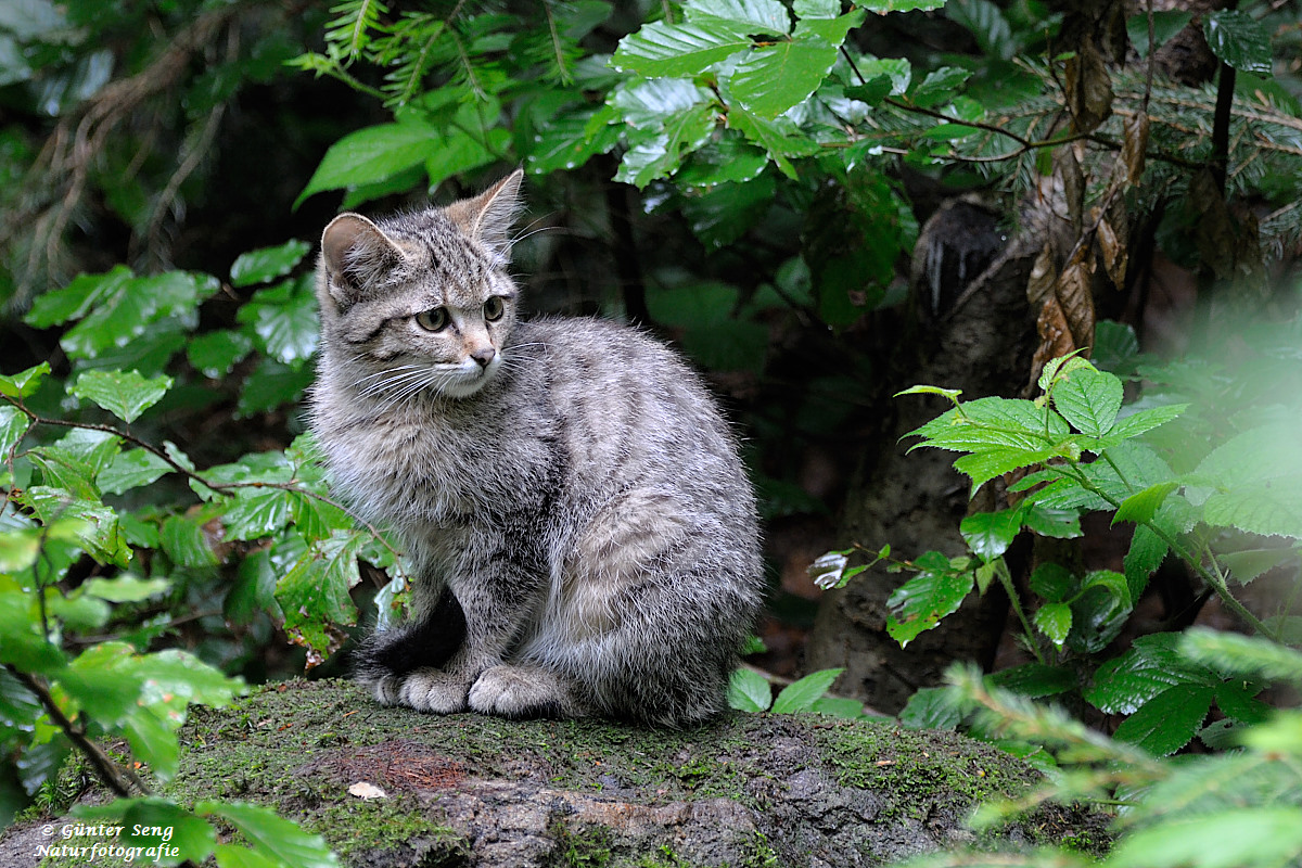 Junge Wildkatze