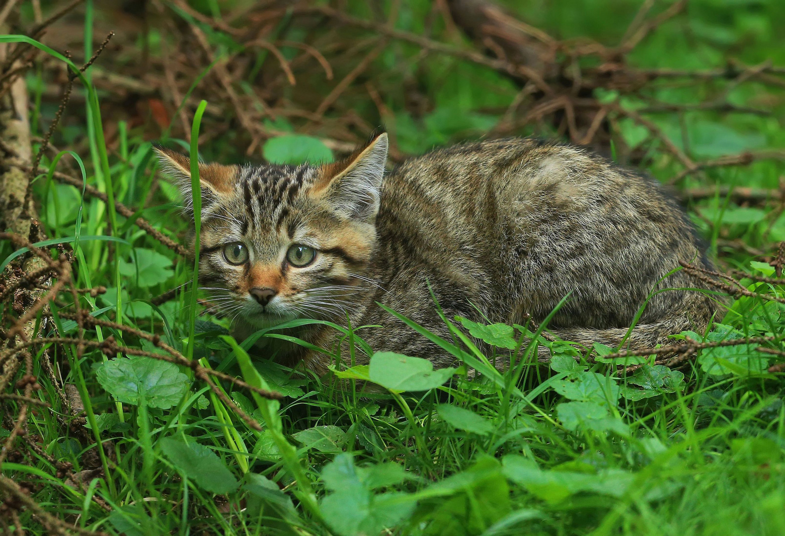 Junge Wildkatze