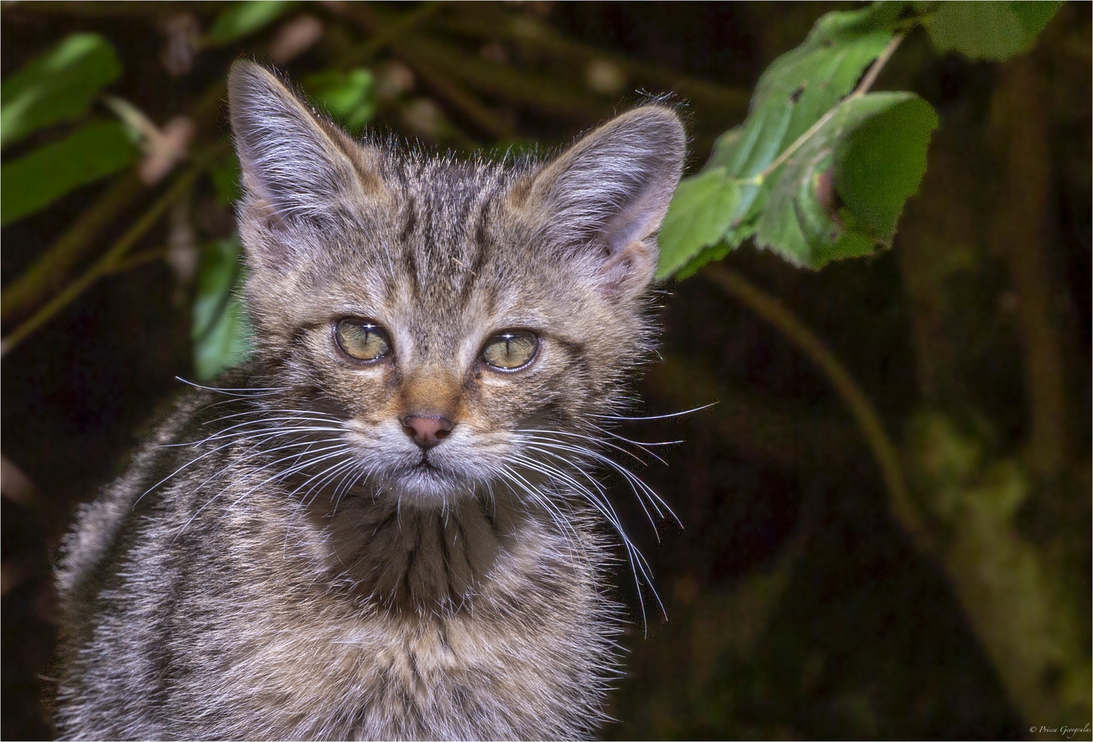 Junge Wildkatze Foto Bild Natur Schweiz Europa Bilder Auf Fotocommunity
