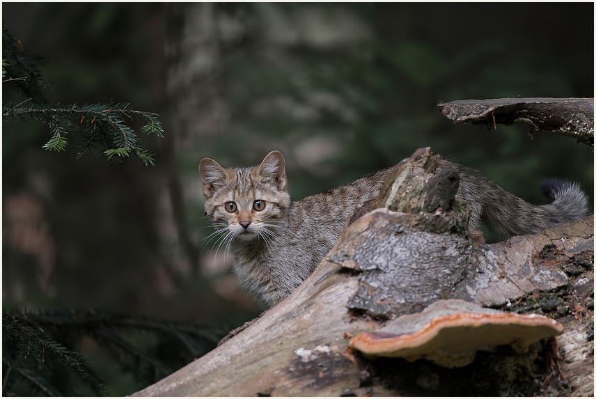 Junge Wildkatze