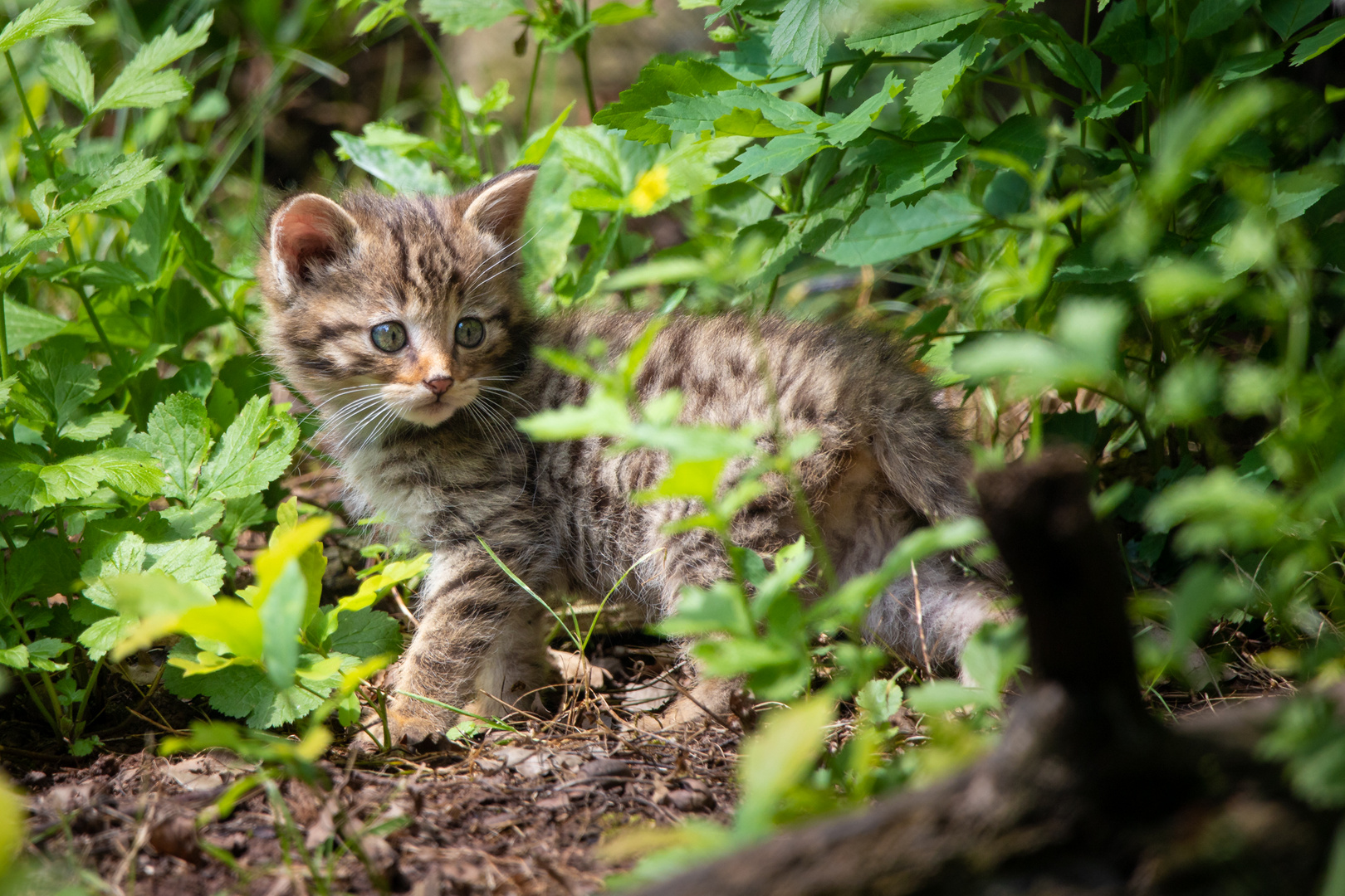 Junge Wildkatze