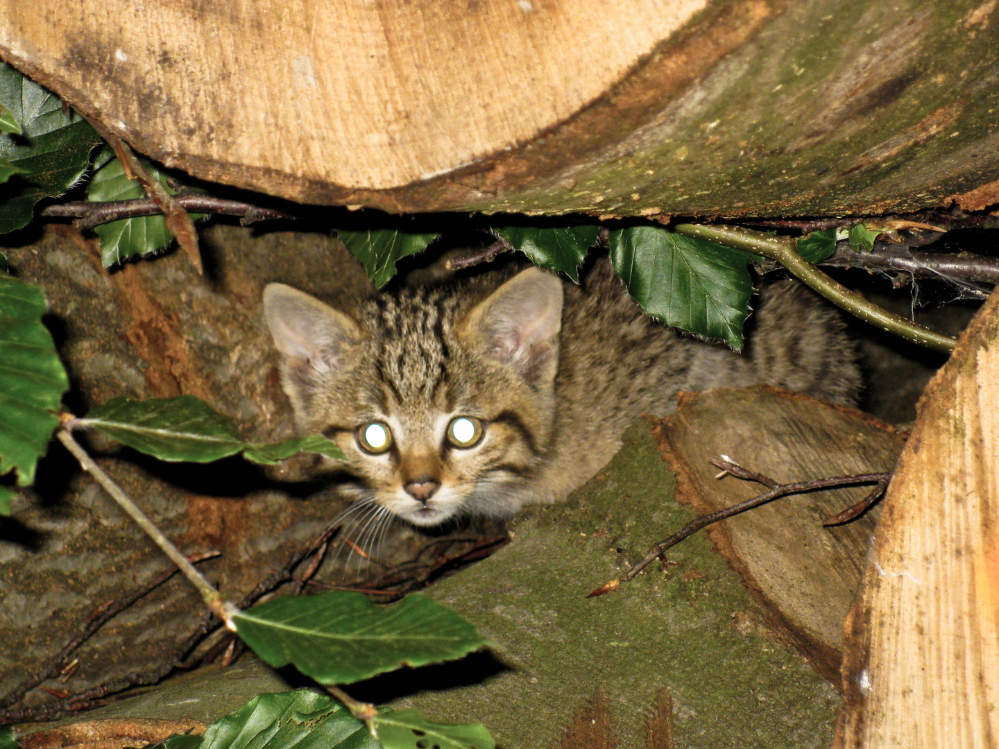 Junge Wildkatze