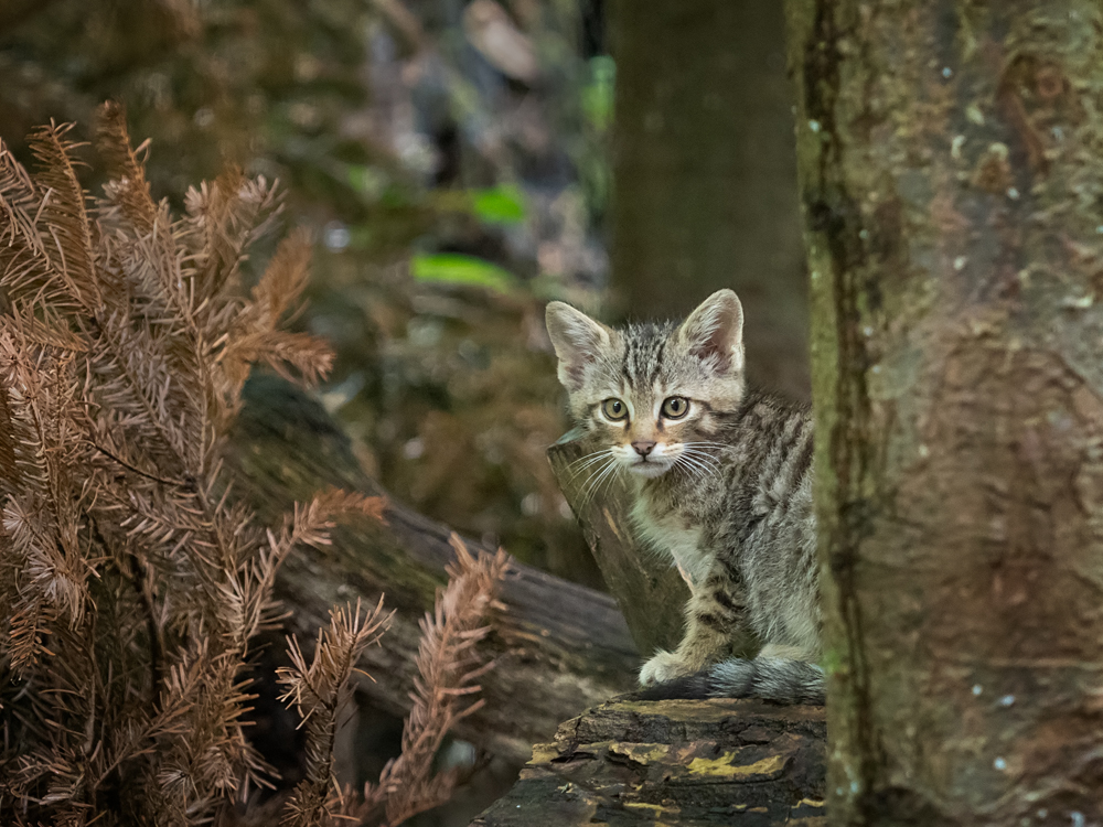 Junge Wildkatze