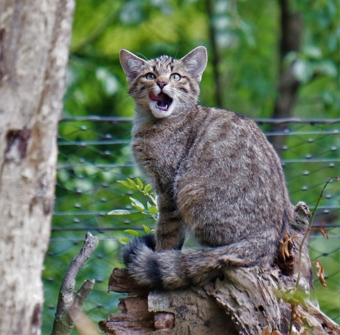 Junge Wildkatze